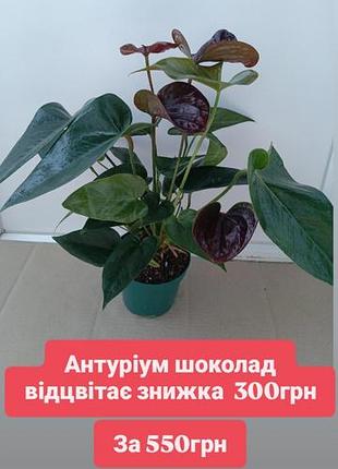Уценка! антуриум шоколад отцветает ароидные растения цветущими вазонами