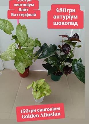 От 150 грн сингониум golden allusion, вариегатный альбо, pink spot, писк спот, здравствуйте ароеидные растения комнатные цветы