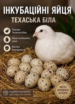 Інкубаційні перепелині яйця техас , важка лінія
