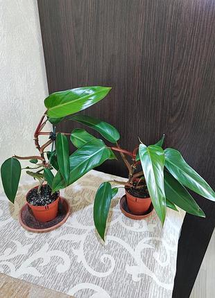 Філодендрон (erubescens)