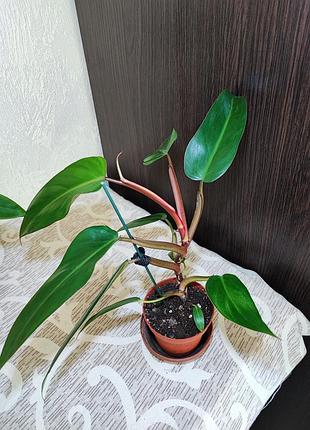 Філодендрон (erubescens) 3