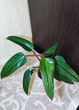 Філодендрон (erubescens) 4