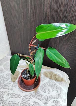 Філодендрон (erubescens) 5