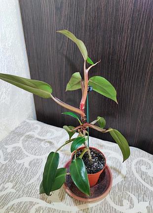 Філодендрон (erubescens) 6
