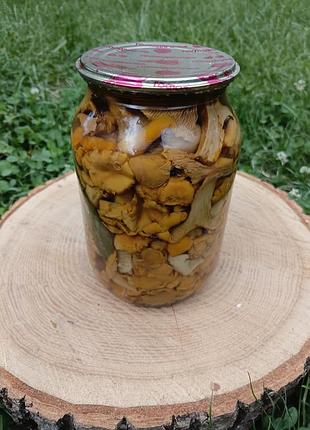 Лисички маринованные