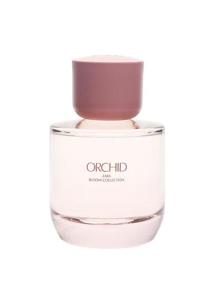 Zara orchid (bloom collection)
