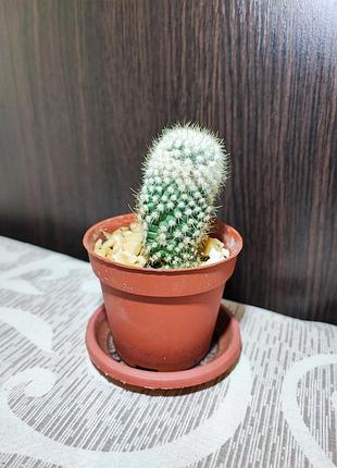 Кактус (mammillaria)