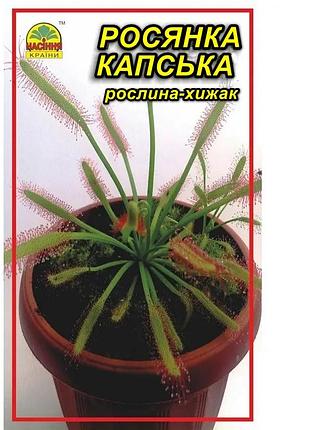 Семена росянка капская 5 шт. (насіння країни)