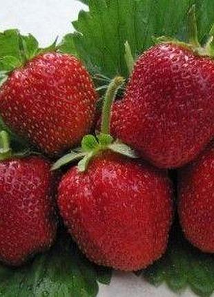 Полуниця моллінг пандора (окс)