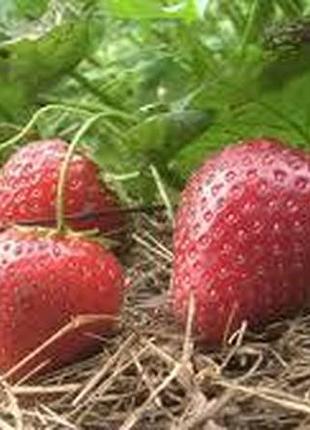 Полуниця дарселект (окс)