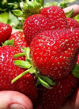 Полуниця луїза (окс)