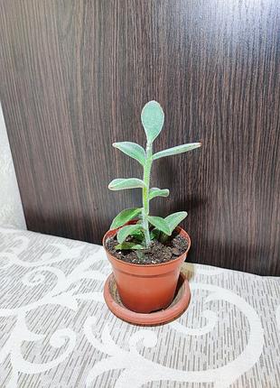 Каланхое повстисте (kalanchoe tomentosa)
