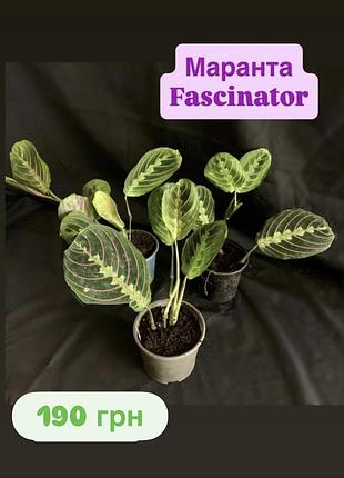 Маранта fascinator