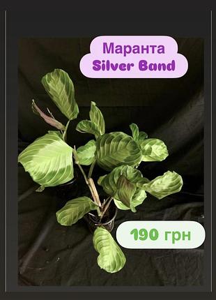 Маранта silver band