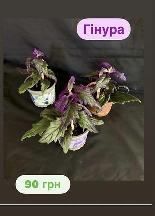 🌺 гінура 🌺