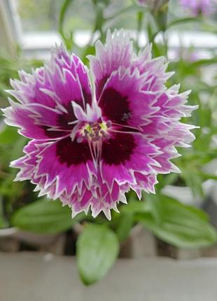 Гвоздика китайська кьянті (dianthus chinensis chianti)