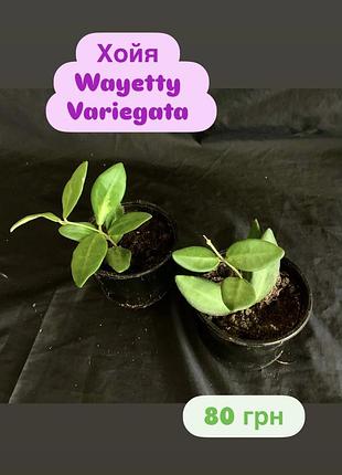 Хойя wayetty variegata