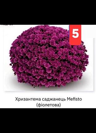 Хризантема мультифлора черенки 7