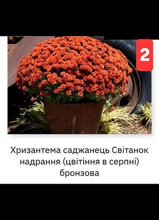 Хризантема мультифлора черенки 8