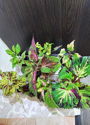 Колеус (coleus)