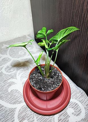 Сингониум пикси (syngonium pixie) 3