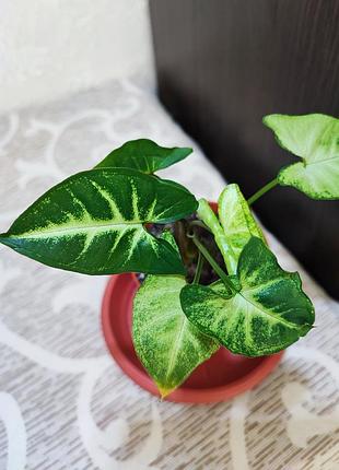 Сингониум пикси (syngonium pixie) 5