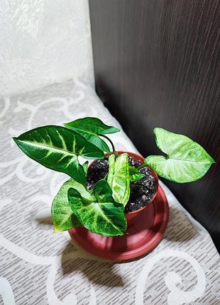 Сингониум пикси (syngonium pixie) 2
