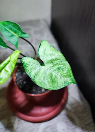 Сингониум пикси (syngonium pixie) 4