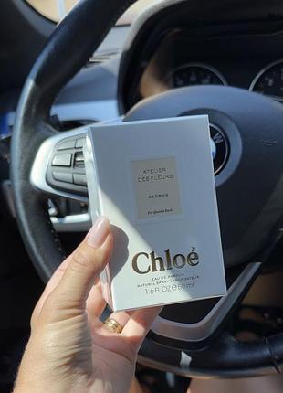 Chloe -cedrus