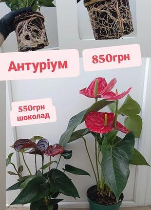 Уценка антуриум шоколад и красный цветы 15см