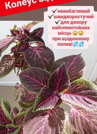Від 20грн колеус балконні садові рослини свіжозрізи та кущ