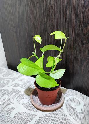 Епіпремнум золотистий неон (epipremnum aureum neon)