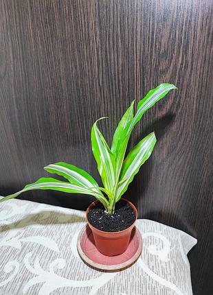 Драцена запашна (dracaena fragrans lemon lime)