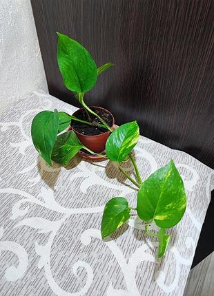 Епіпремнум золотистий (epipremnum aureum)
