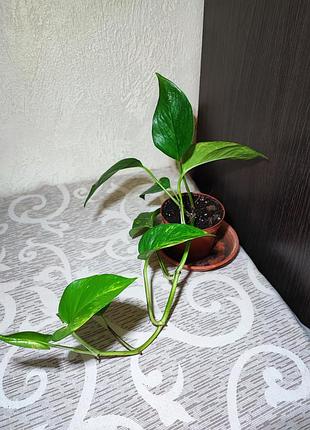 Епіпремнум золотистий (epipremnum aureum) 2