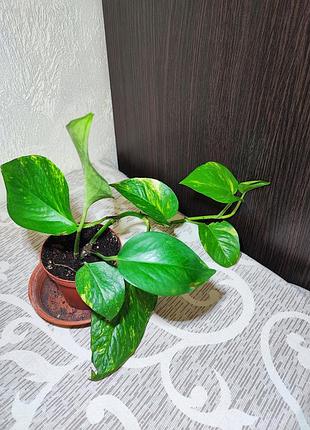 Епіпремнум золотистий (epipremnum aureum) 3