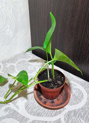 Епіпремнум золотистий (epipremnum aureum) 4