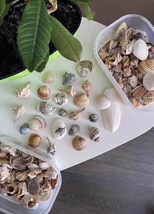 Набір справжніх морських мушель із середземного моря 🐚🌊