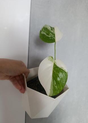Монстера деликатесная вариогатная альба привлекательная monstera deliciosa alba