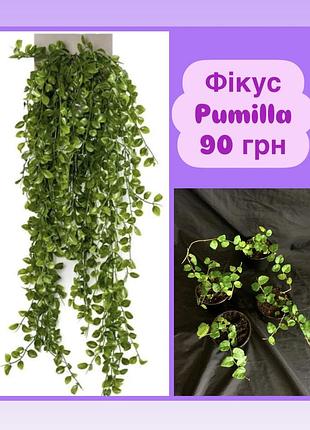 Фікус pumilla