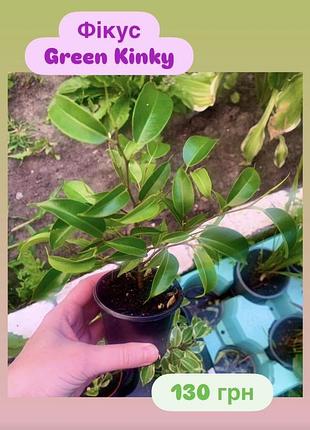 🌺 фікус бенджаміна green kinky 🌺