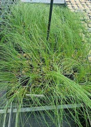 Ковила найтонша (stipa tenuissima)