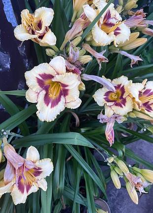 Саджанець лілейника (hemerocallis)