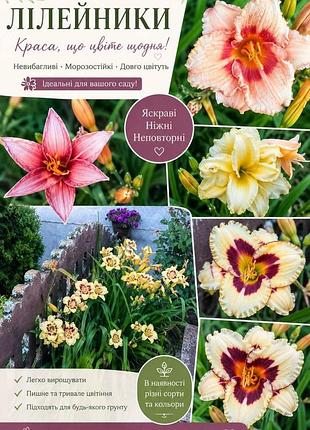 Саджанец лилейника (hemerocallis) 2