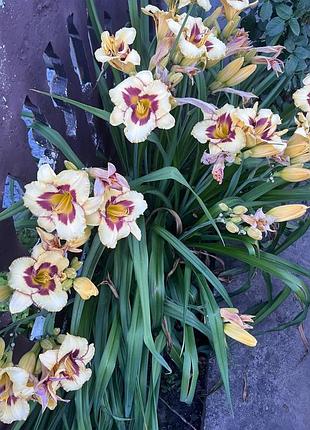 Саджанец лилейника (hemerocallis) 3