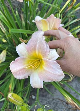 Саджанець лілейника (hemerocallis)