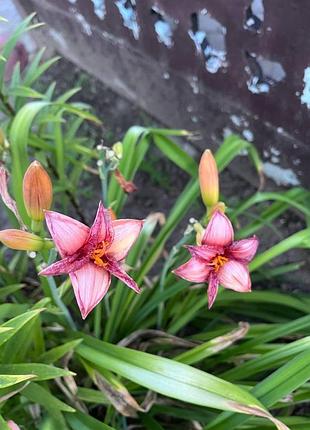 Саджанець лілейника (hemerocallis)