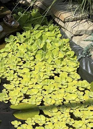 Пістія - водна рослина