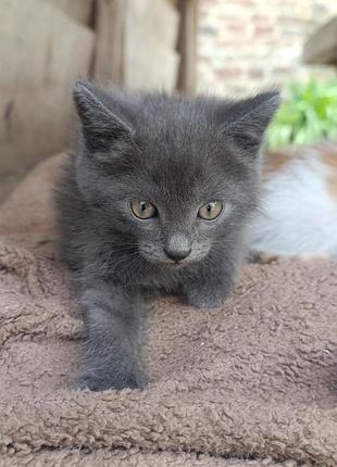 Котики в добрі руки