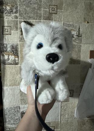 М'яку іграшку — цуценя хаскі на повідку від бренду keel toys.